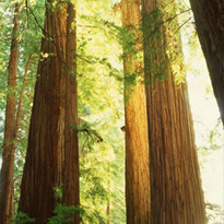 材料统一高标准—从源头抓品质